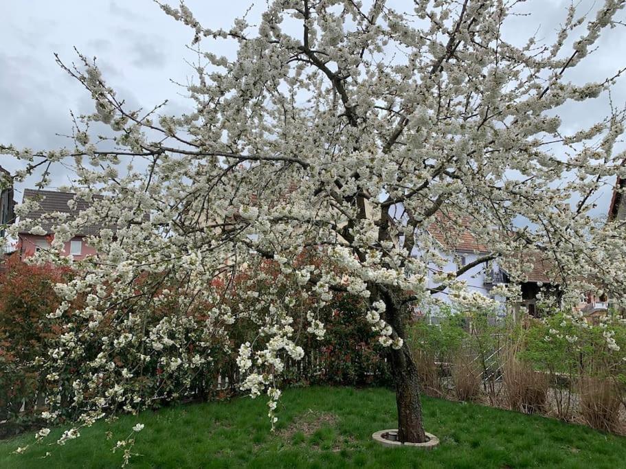 Gite Cosy Pour 2 A 4 Personnes, Village Proche Mulhouse Burnhaupt-le-Bas Екстериор снимка